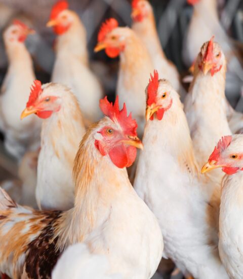 اليابان تعلق واردات الدواجن من البرازيل بعد تفشي أنفلونزا الطيور