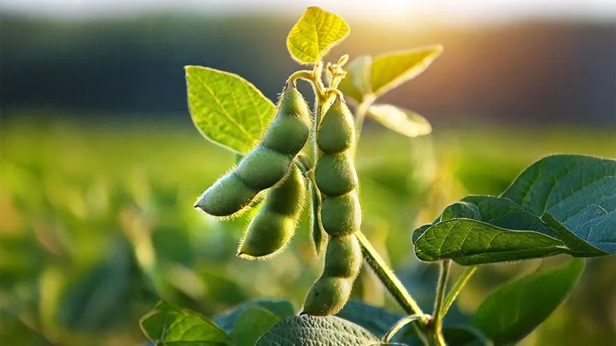 صادرات أوكرانيا من فول الصويا ترتفع بنسبة 77% هذا الموسم
