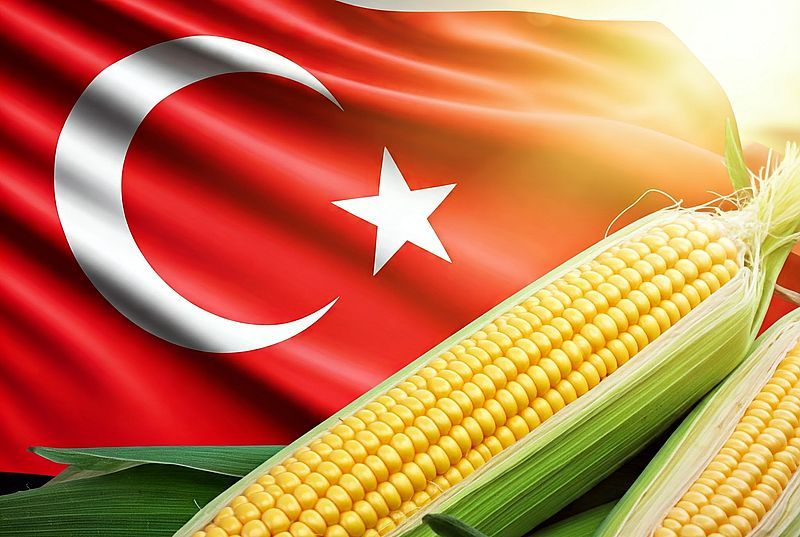 تركيا تخصص حصة جديدة لاستيراد مليون طن من الذرة معفاة من الرسوم الجمركية