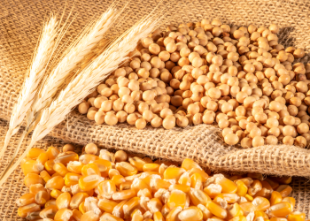 الولايات المتحدة تزيد مبيعات الذرة وتخفض فول الصويا والقمح في الأسبوع الأخير من شهر أبريل