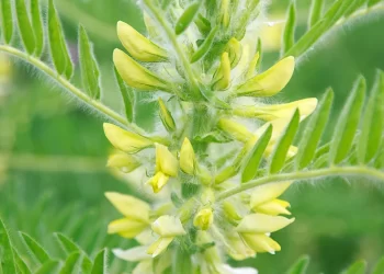 الاستراجالس