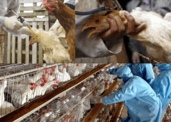 استشاري أمراض الدواجن