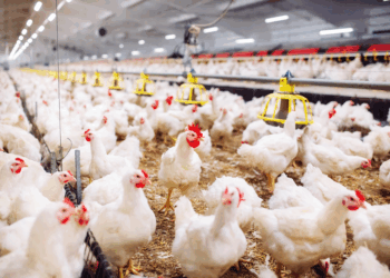 إستشاري دواجن