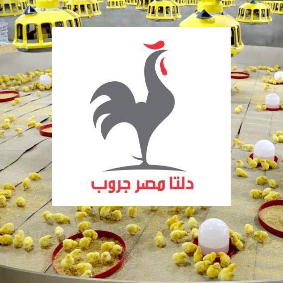 دلتا مصر جروب