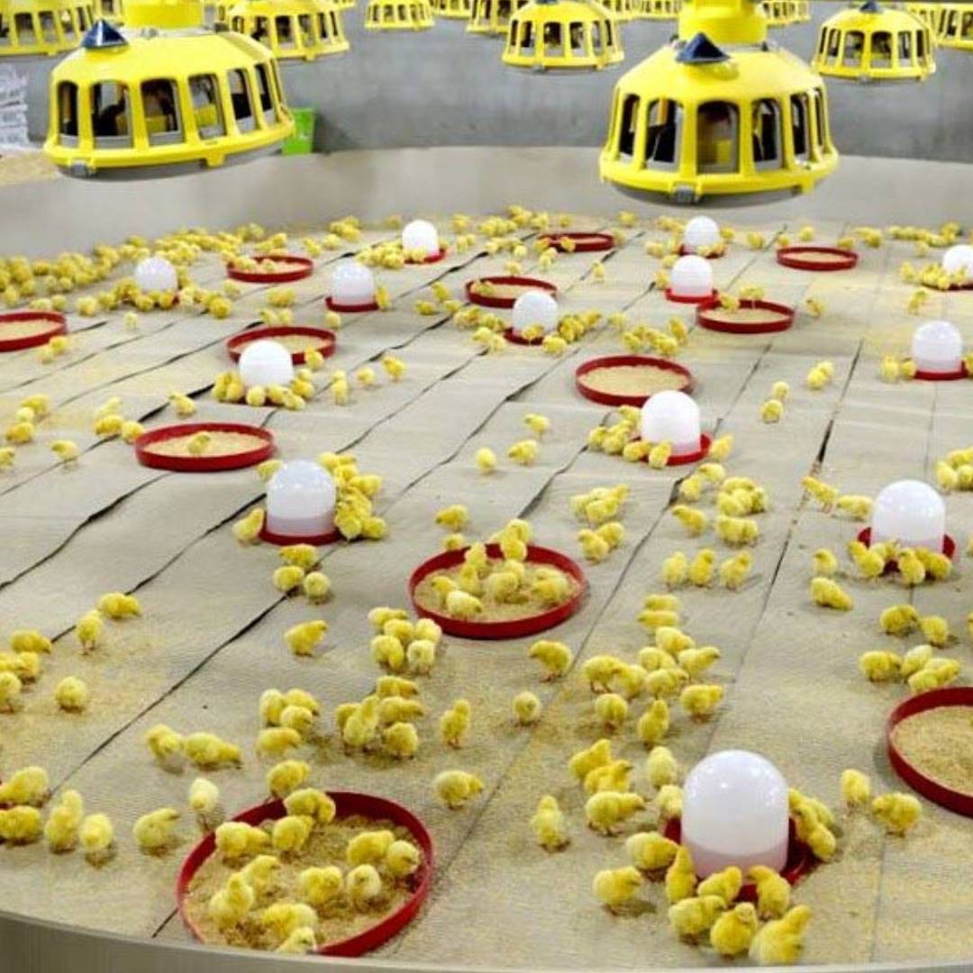 كتكوت دلتا مصر