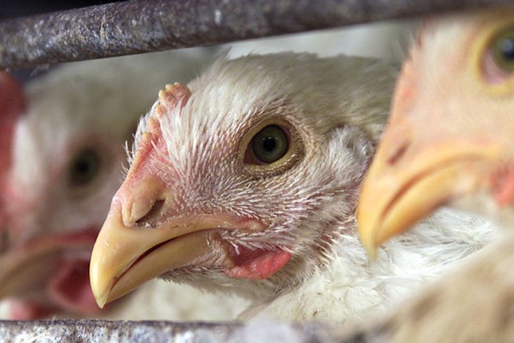 البرازيل تعلن نهاية تفشي أنفلونزا الطيور وتستعد لاستئناف الصادرات