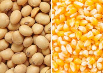 فرست جرين تكشف موعد انخفاض أسعار الخامات في الأسواق