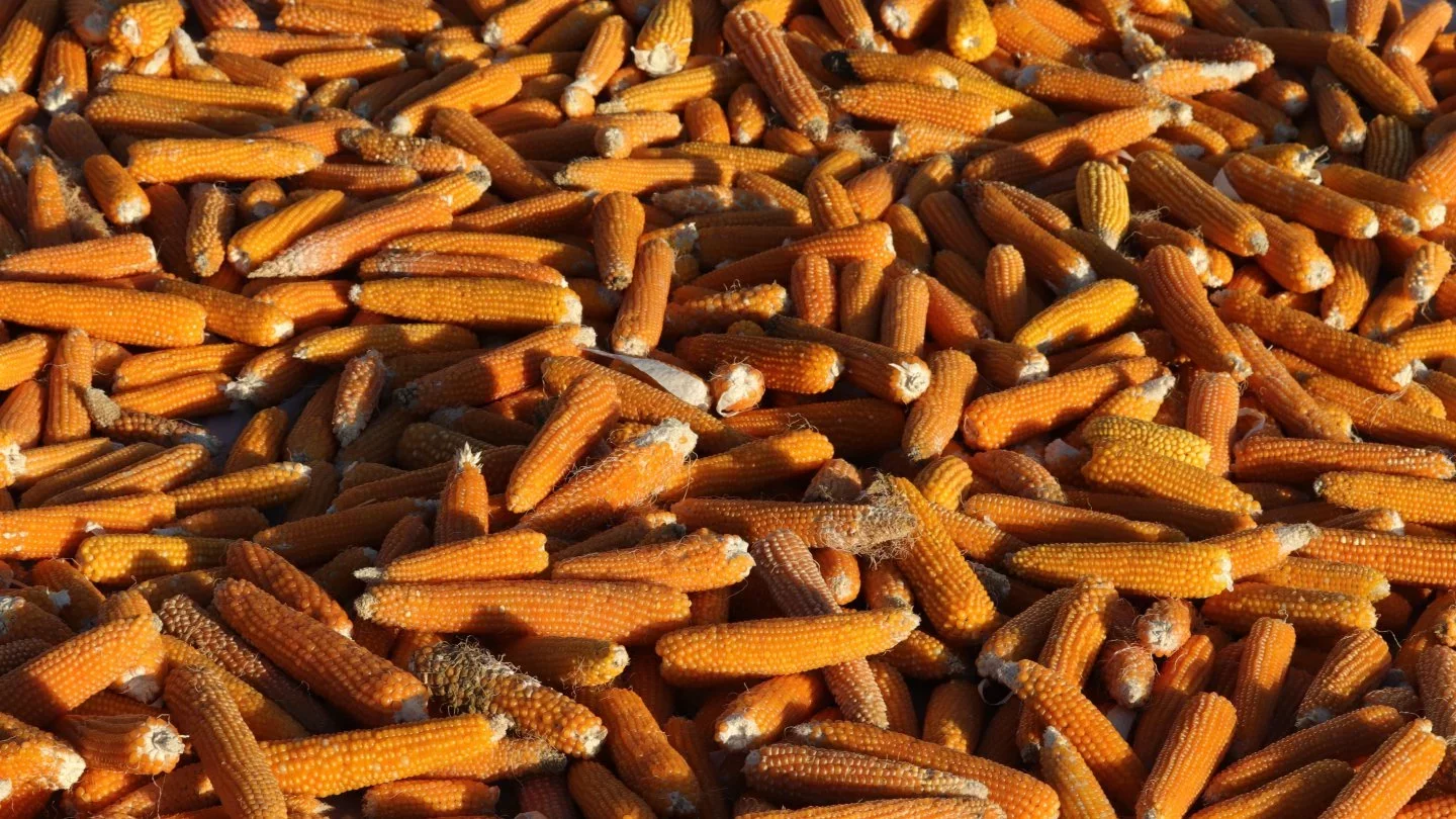 الصين تحل محل إيران في أعلى 3 مستوردين للذرة الكازاخستانية