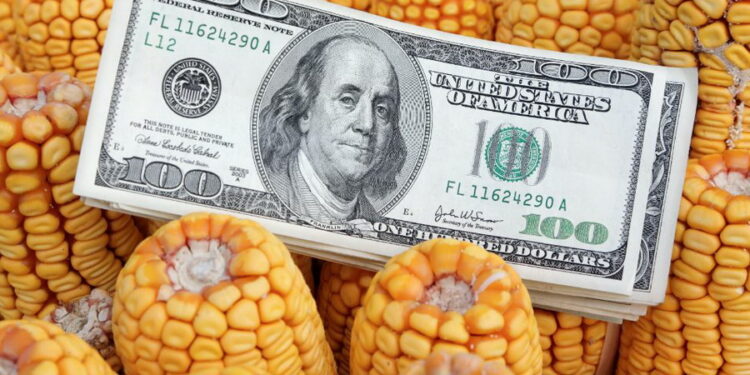 أسعار الذرة