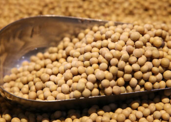 واردات الاتحاد الأوروبي من فول الصويا ترتفع بنسبة 7% منذ بداية الموسم