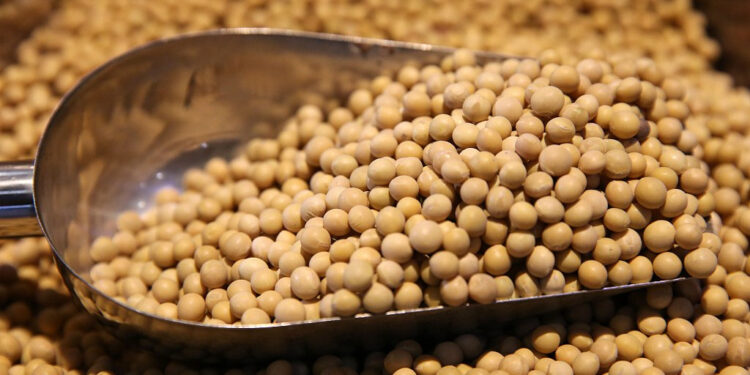 فول الصويا