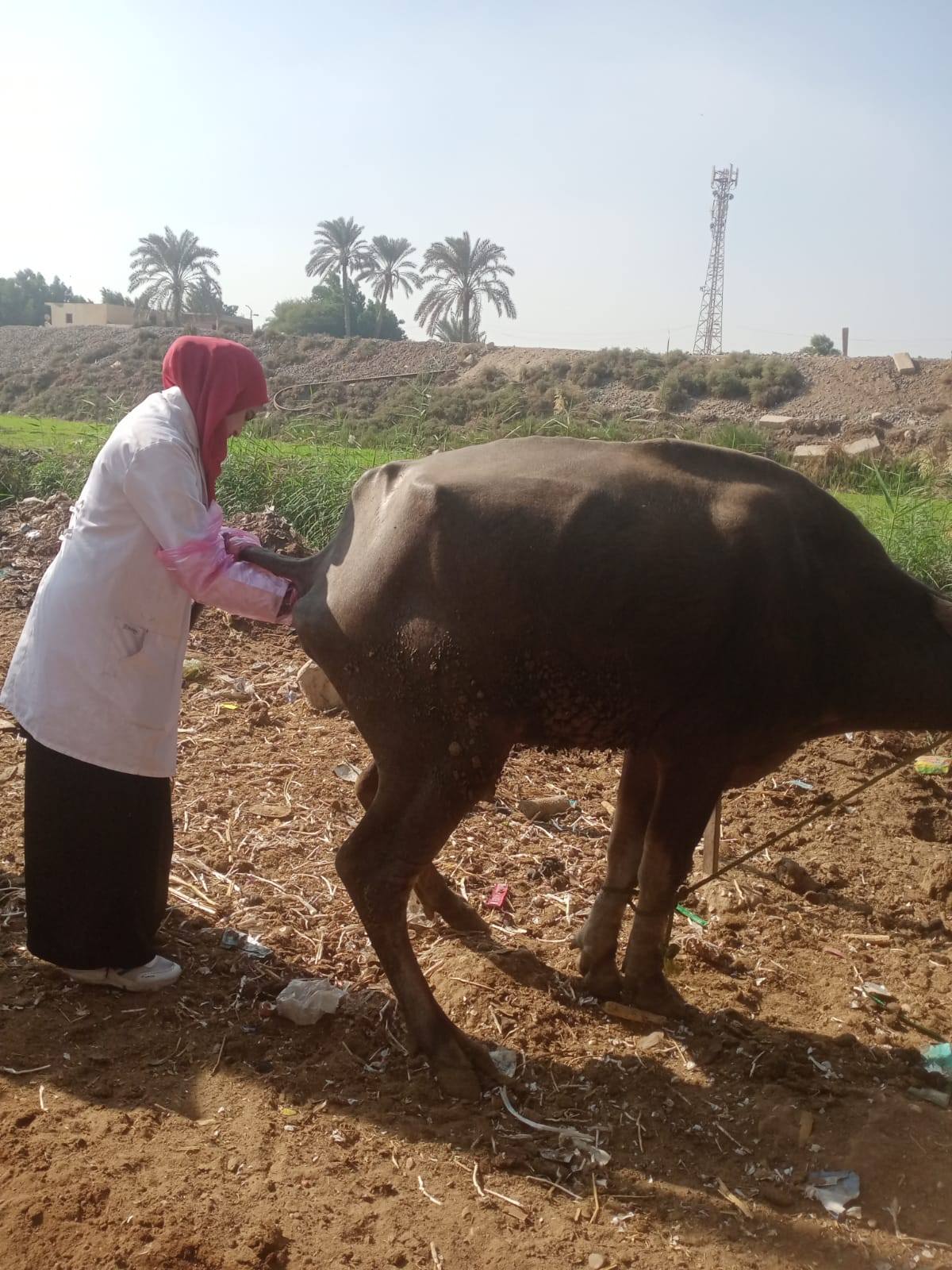 الزراعة: تشخيص وعلاج أكتر من 37 ألف رأس ماشية