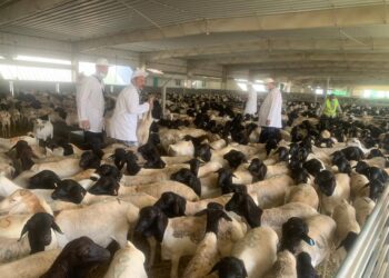 الزراعة تتابع أعمال البعثة البيطرية المصرية للإشراف على الهدي والأضاحي بالسعودية