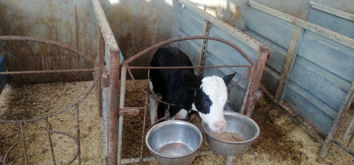 الزراعة: تشخيص وعلاج أكتر من 37 ألف رأس ماشية