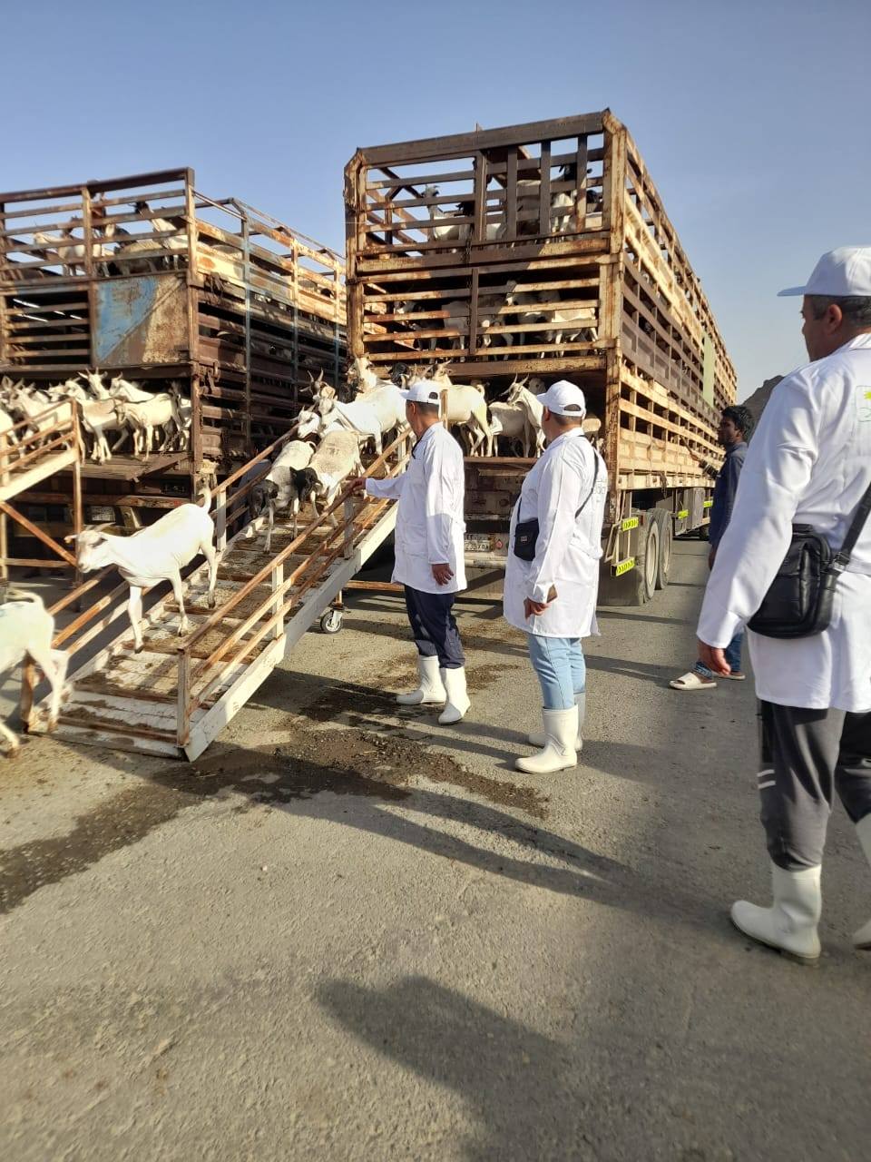 الزراعة تتابع أعمال البعثة البيطرية المصرية للإشراف على الهدي والأضاحي بالسعودية 