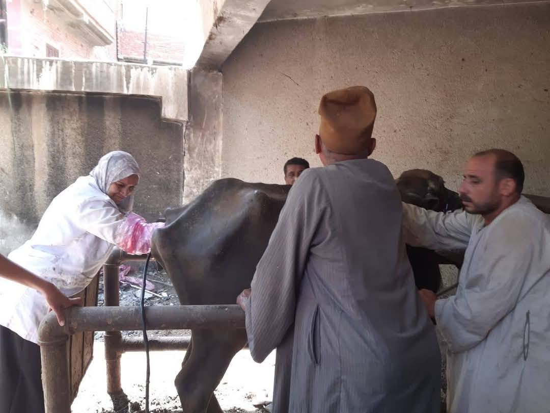 الزراعة: تشخيص وعلاج أكتر من 37 ألف رأس ماشية وتلقيح أكثر من 42 ألف من الجاموس والأبقار خلال مايو