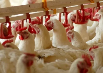 استقرار أسعار الدواجن البيضاء عند 65 والساسو يتراجع لـ105 جنيه في المزرعة