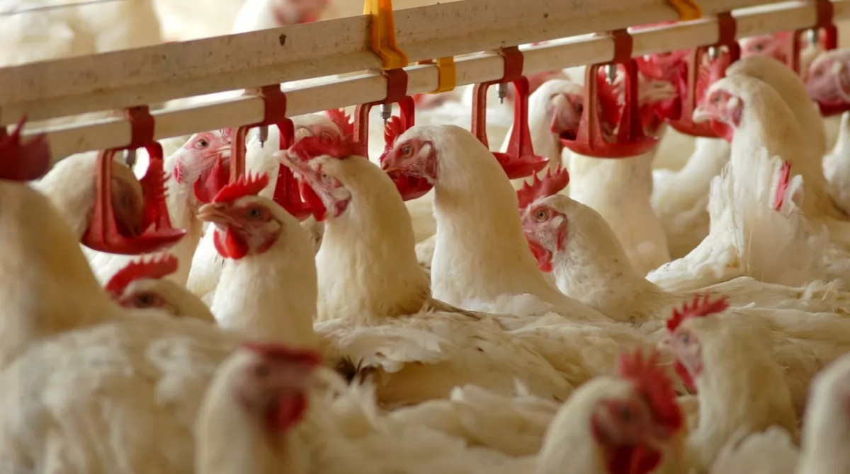 استقرار أسعار الدواجن البيضاء عند 65 والساسو يتراجع لـ105 جنيه في المزرعة