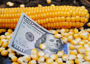 العقود الآجلة للذرة تغلق مرتفعة في ختام تعاملات الثلاثاء