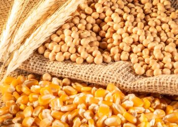 بورصة الحبوب| انخفاض أسعار الصويا والذرة والقمح اليوم الثلاثاء مع انحسار المخاوف من الحرب