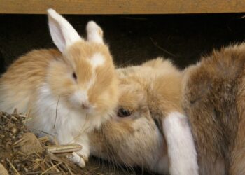 أهم أمراض الأرانب البكتيرية