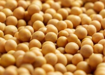 بورصة الحبوب| عقود فول الصويا تغلق تداولات الثلاثاء على انخفاض