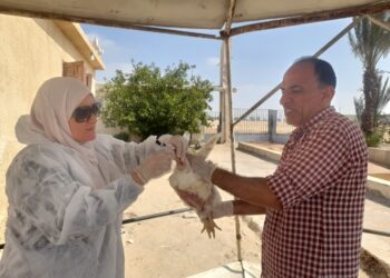 “الزراعة” تواصل أعمال التقصي والتحصين بمزارع وأسواق الدواجن