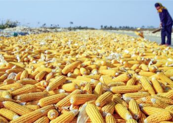 إنتاج الذرة