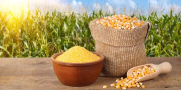 إنتاج الذرة