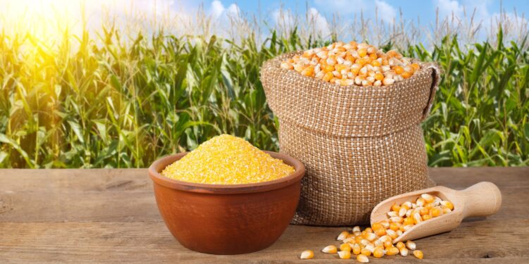 إنتاج الذرة