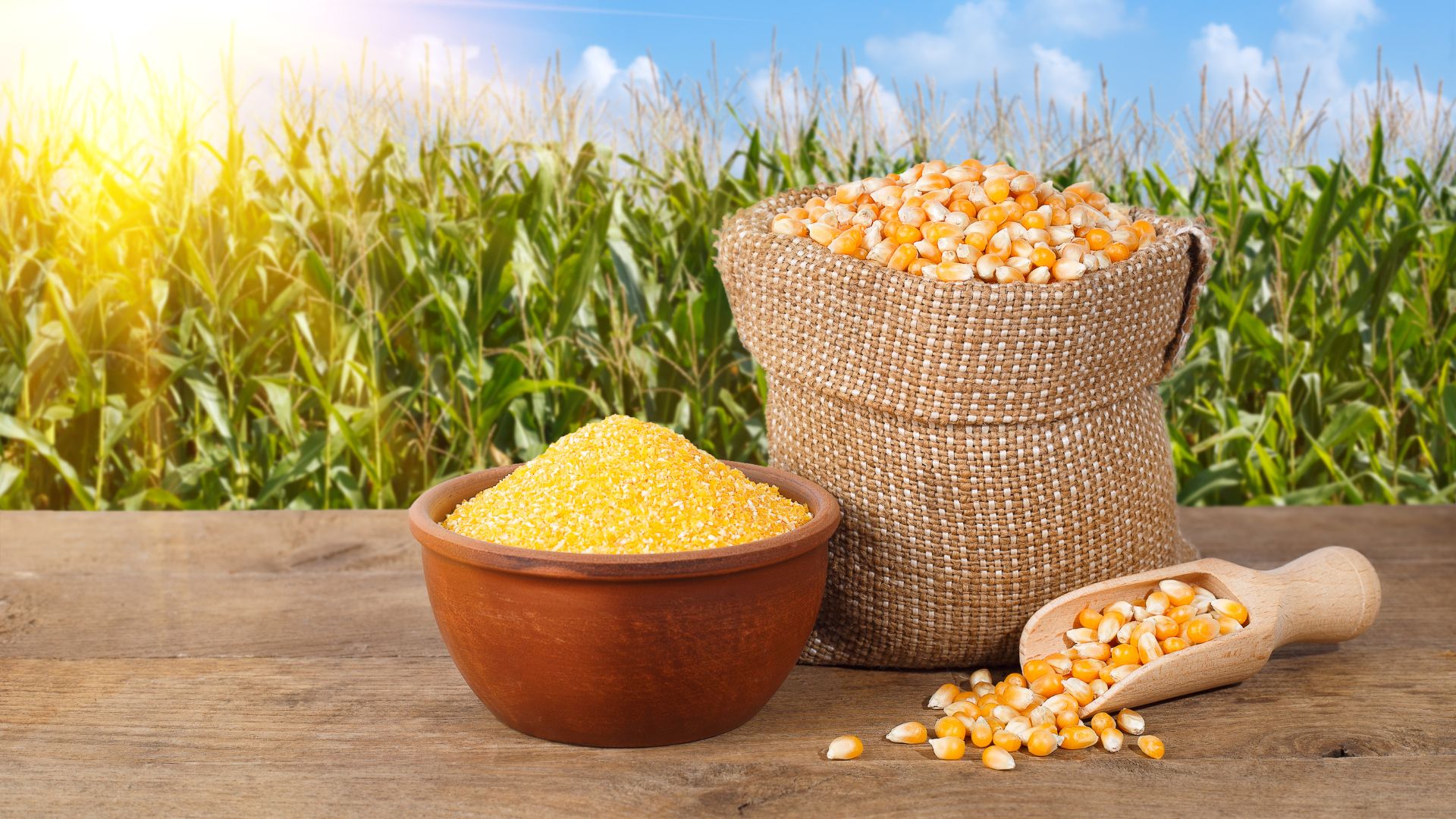 جنوب أفريقيا تتوقع زيادة بنسبة 15٪ في إنتاج الذرة للموسم الحالي