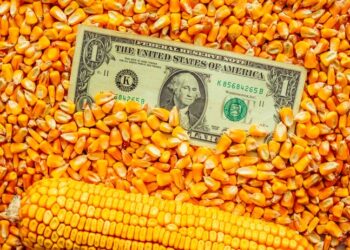 العقود الآجلة للذرة تغلق تعاملات أولى جلسات الأسبوع على انخفاض