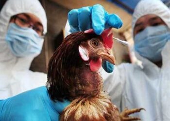 تفشي مرض نيوكاسل الجديد يُحدث فوضى في صناعة الدواجن في بولندا