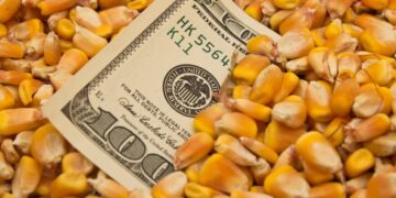 عقود الذرة الآجلة