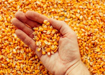 كوريا الجنوبية تتعاقد على كمية كبيرة من الذرة خلال مناقصة دولية