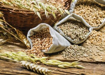 عقود القمح تحقق مكاسب قبل صدور تقرير وزارة الزراعة الأمريكية حول مخزونات الحبوب