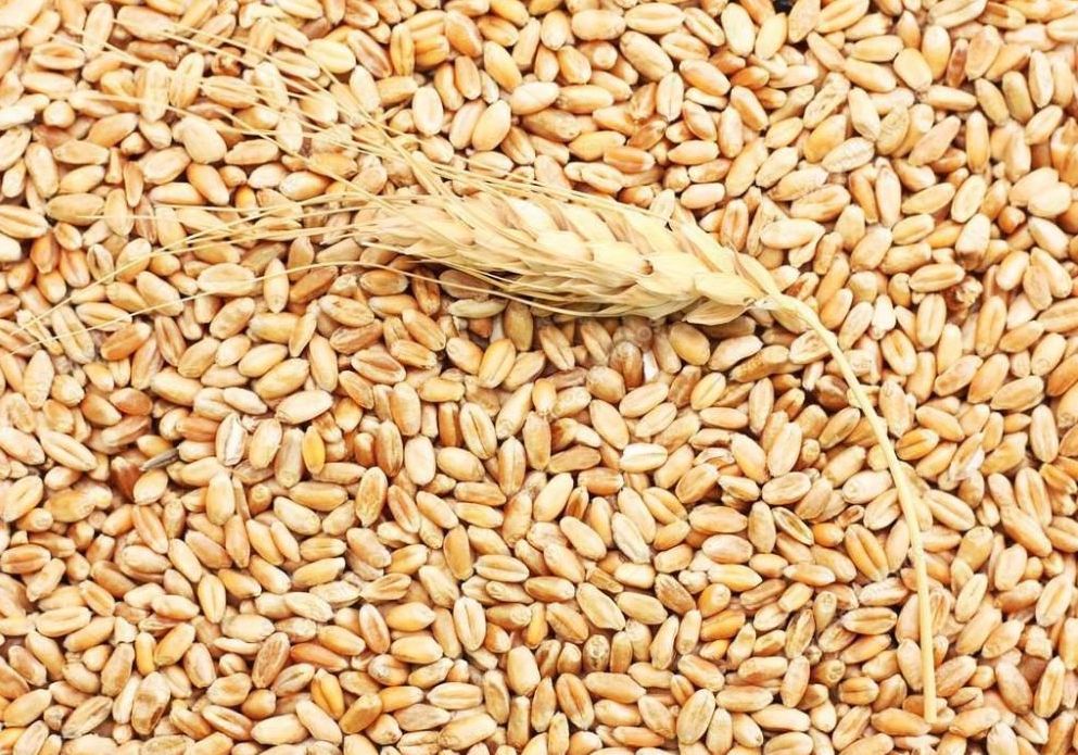 أسعار القمح على بورصة شيكاغو آخذة في الانخفاض اليوم الأربعاء