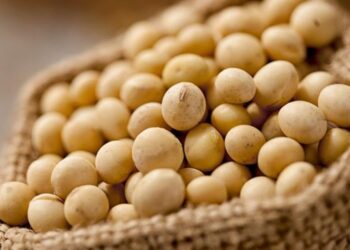 وزارة الزراعة الأمريكية تعلن عن مبيعات جديدة من فول الصويا لمصر