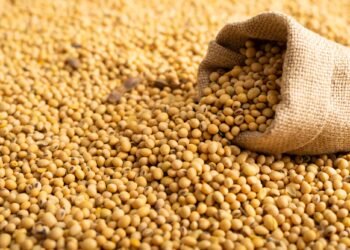 العقود الآجلة لزيت فول الصويا تسجل خسائر بأكثر من 3٪ في ختام تعاملات الأسبوع