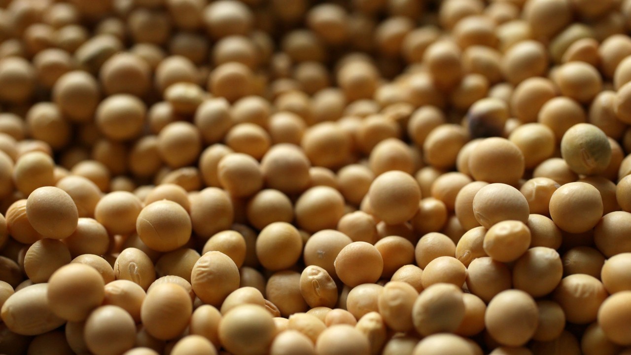 واردات الصين من فول الصويا تسجل مستوى قياسيا وسط التوترات التجارية الأمريكية