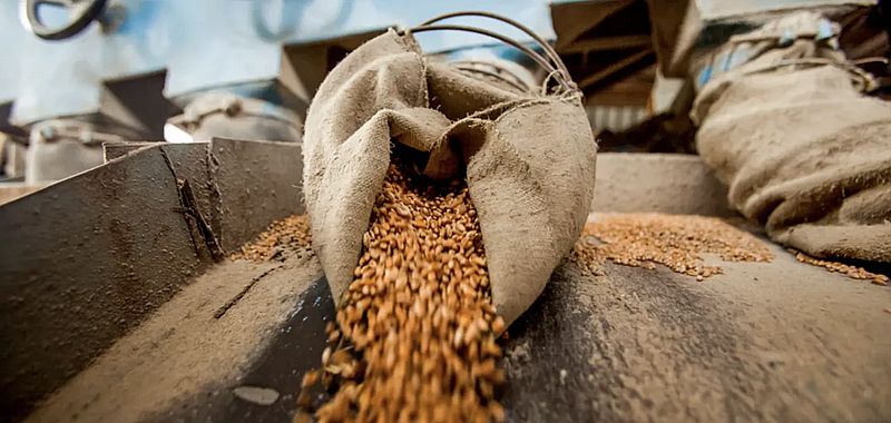 المحللون يواصلون رفع التوقعات لمحصول القمح في روسيا في عام 2025