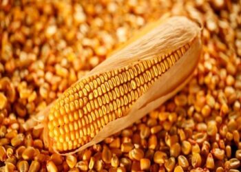 الصين ترفع وارداتها من الذرة الروسية بمقدار 1.8 مرة في الأشهر الخمسة الأولى من هذا العام