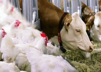 الإجهادات الحرارية