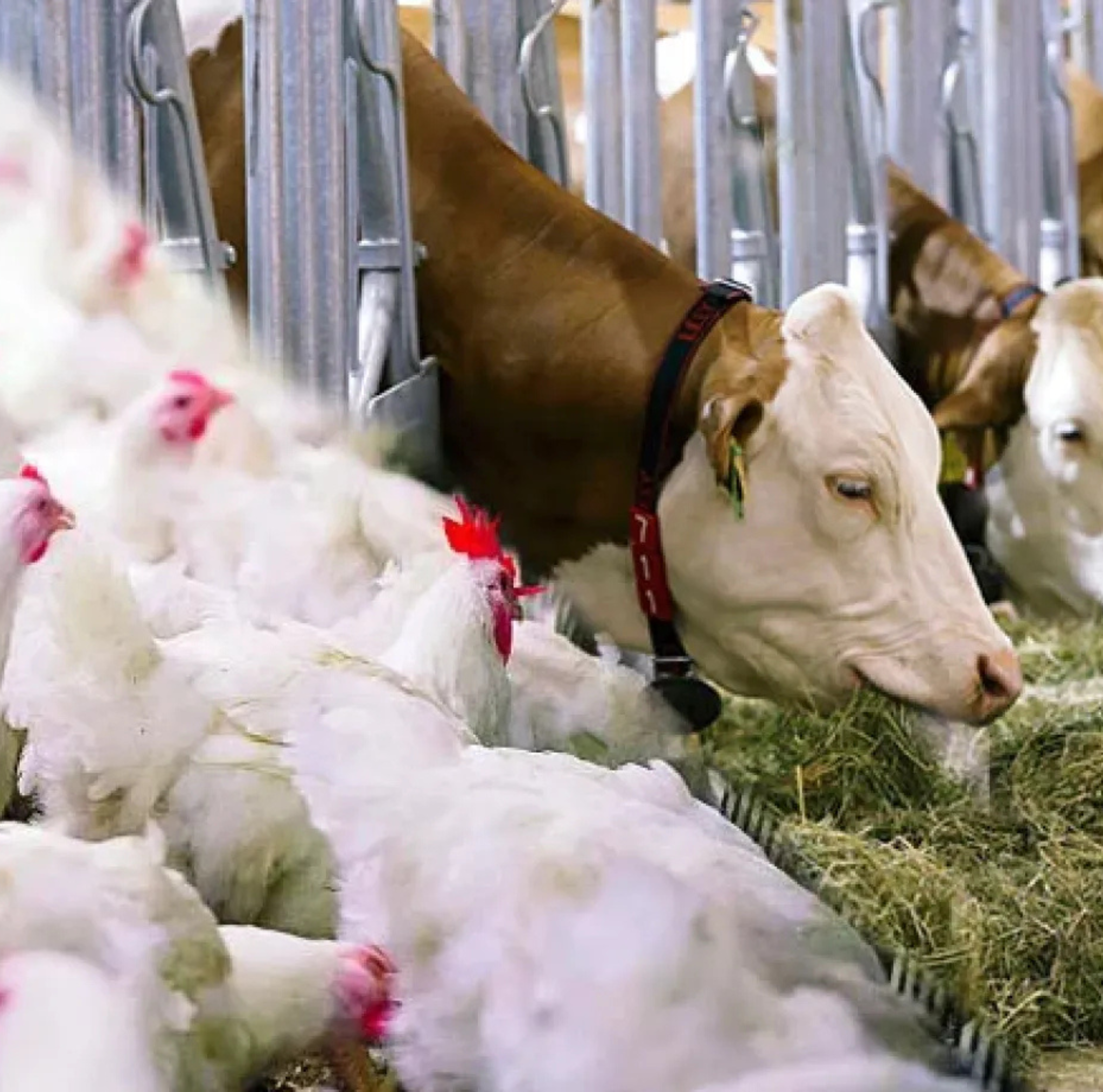 الإجهادات الحرارية