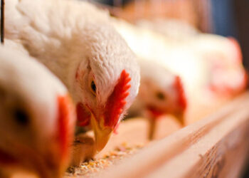 أسعار شركات أعلاف الدواجن فى السوق المصري