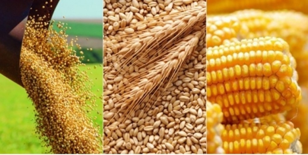 الزراعة الأمريكية: الشحنات الأسبوعية من فول الصويا والذرة والقمح ضمن التوقعات