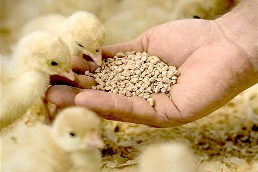 قائمة أسعار شركات أعلاف الدواجن فى الأسواق المصرية