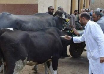 نقيب الفلاحين يدعو مربي المواشي للتأمين على الحيوانات عبر الوحدات البيطرية