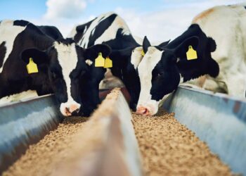 أسعار علف المواشي بجميع الشركات اليوم الثلاثاء 22 يوليو 2025