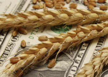 العقود الآجلة للقمح ترتفع يوم الثلاثاء بعد خفض روسيا توقعاتها للمحاصيل والصادرات